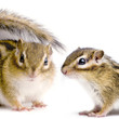 ecureuil - chipmunk ou écureuils d'eurasie