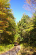 autumn lane