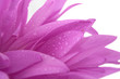 violet flower with waterdrops