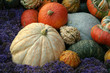 pumpkins