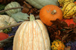 pumpkins