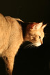stone cougar lurking