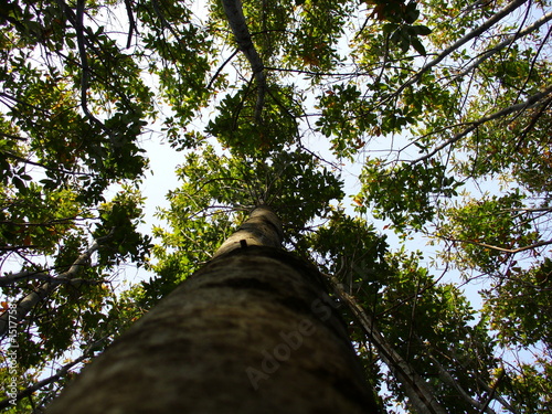 arbre de bas