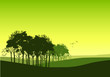 woodlands woodlands