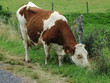 vache