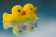 adventurous yellow ducks