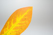 blatt ao_061020_3572.cr2