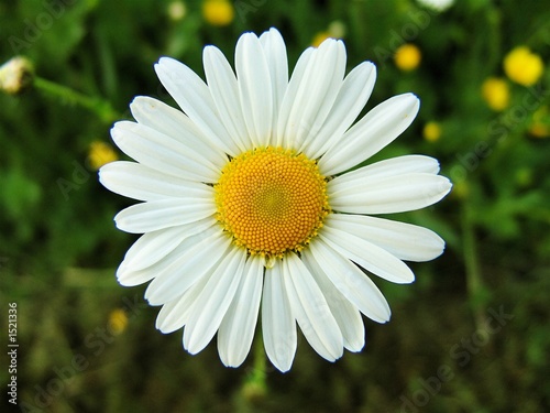gänseblümchen gänseblümchen