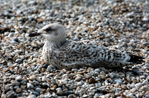 france, normandie: seagull on pebbles