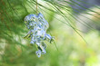 angel in tree