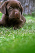 labrador's puppy labrador's puppy