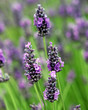 lavendar1
