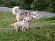 dogs talk
