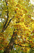 fall colors