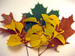 autumn leaves with yellow berries
