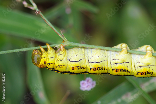Photo: hanging yellow caterpillar hanging yellow caterpillar
