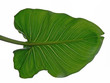 feuille feuille