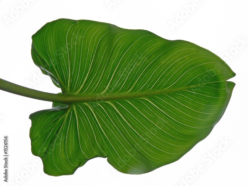 feuille