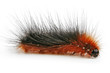 caterpillar