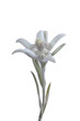 edelweiss