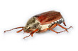 cockchafer (may-bug)