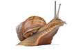 snail