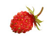 forest strawberry