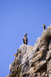birds birds