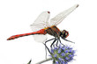 red dragonfly
