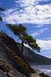 mountain tree mountain tree