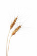 wheat ears