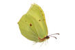 yellow butterfly
