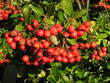 0559-baies rouges 0559-baies rouges