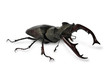 stag-beetle