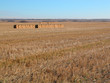 harvested hay harvested hay