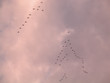 flocks flocks