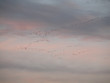 morning flights morning flights