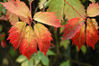 autumn leaves autumn leaves