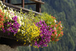 balkonblumen balkonblumen