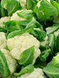 cauliflower