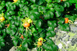 wild rose on rocks