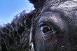 cheval noir,black horse
