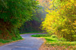 curved road in the forest curved road in the forest