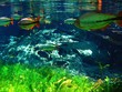 underwater 6