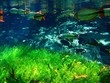 underwater 5