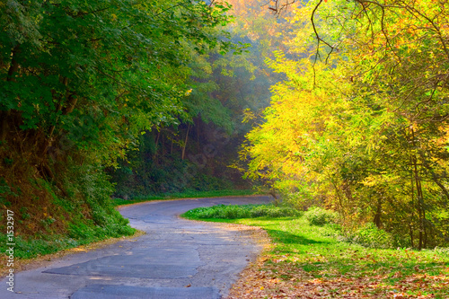 curved road in the forest