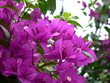 bougainville