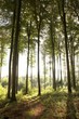 Foto: morgenspaziergang;herbst_10 morgenspaziergang;herbst_10