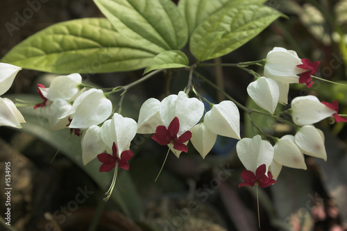 Photo: different flower from garden in summer different flower from garden in summer