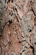 norway pine bark background